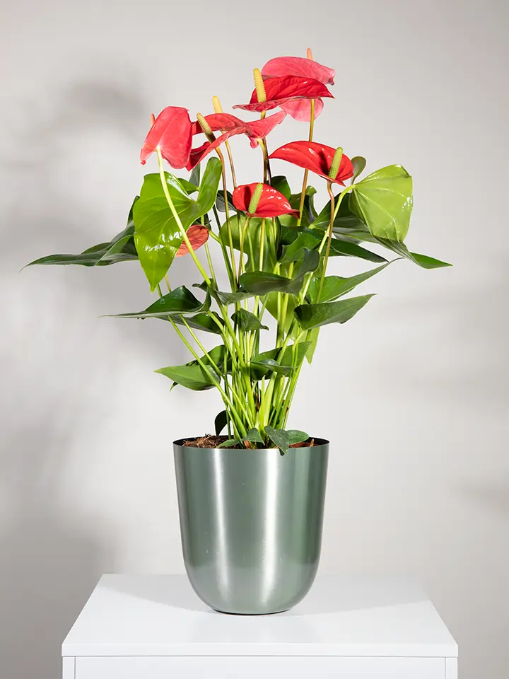 Pianta di Anthurium rosso in vaso verde